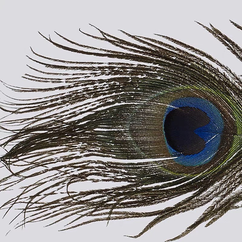 Peacock Pen